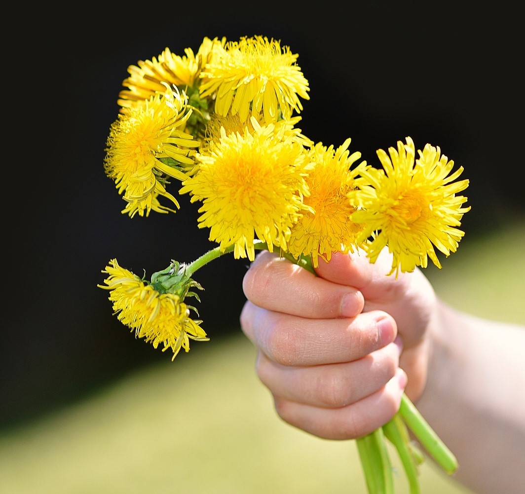 Bilden visar en hand som håller i en bukett med maskrosor